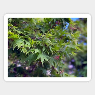 Spring Leaves in Portland Sticker